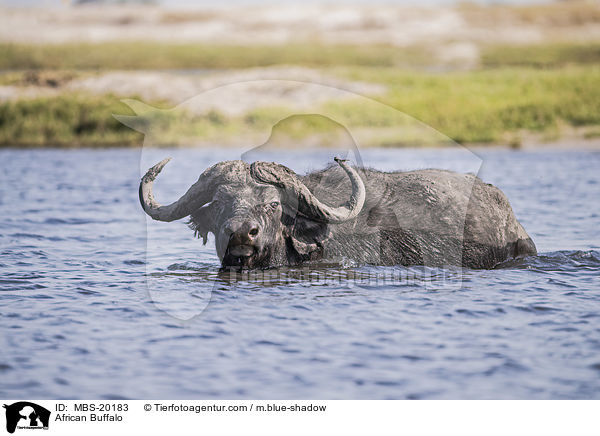 African Buffalo / MBS-20183