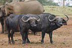 African buffalos