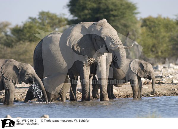 Afrikanischer Elefant / african elephant / WS-01016