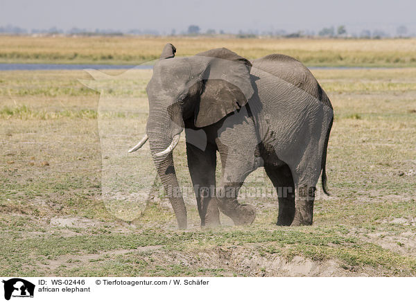 afrikanischer Elefant / african elephant / WS-02446