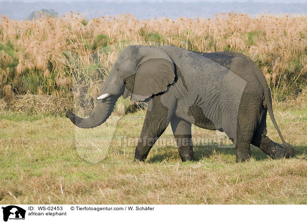 afrikanischer Elefant / african elephant / WS-02453