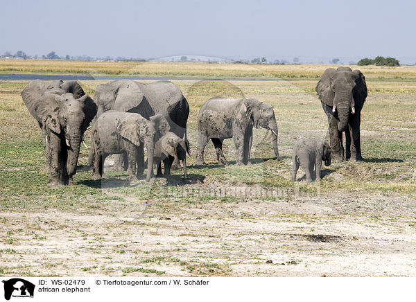 afrikanischer Elefant / african elephant / WS-02479