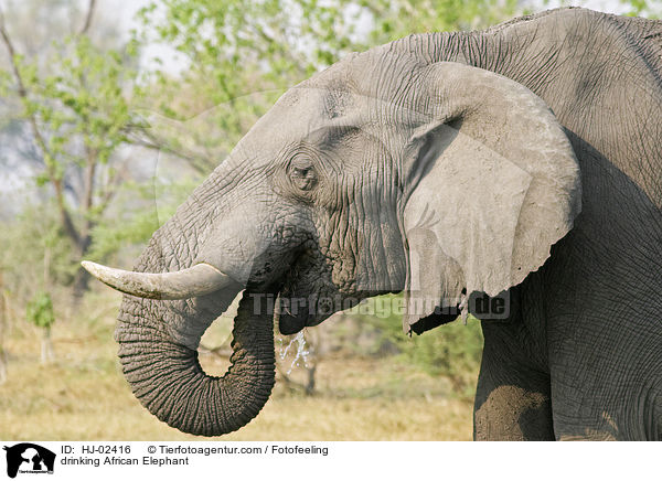 trinkender Afrikanischer Elefant / drinking African Elephant / HJ-02416