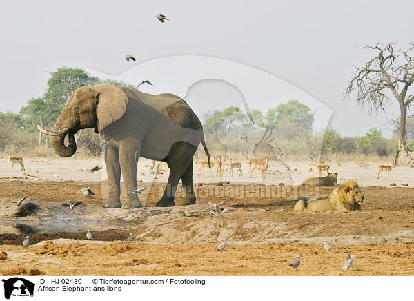 Afrikanischer Elefant und Lwen / African Elephant ans lions / HJ-02430