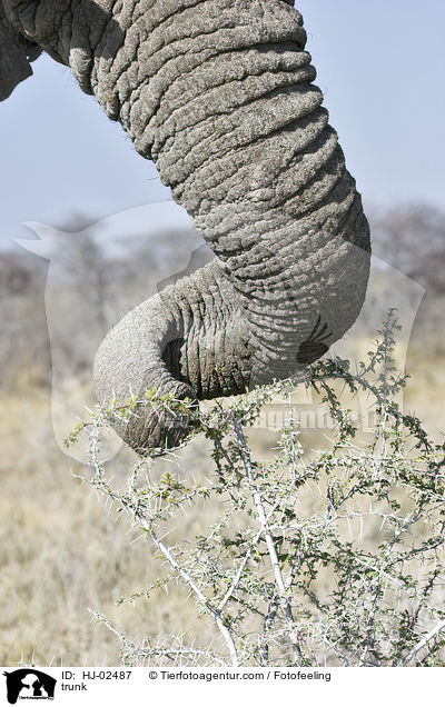 Elefantenrssel / trunk / HJ-02487