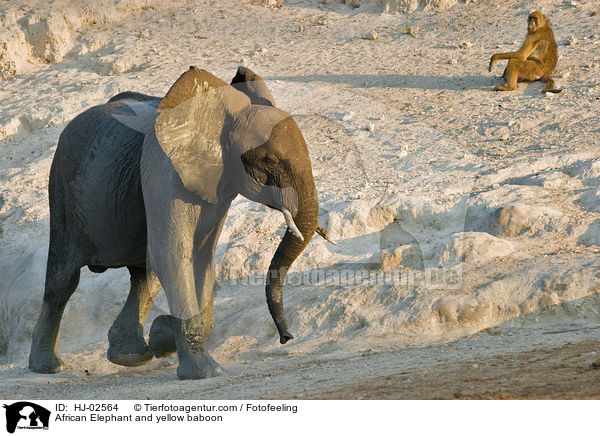 African Elephant and yellow baboon / HJ-02564
