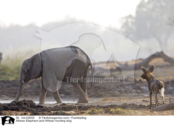 African Elephant and African hunting dog / HJ-02609