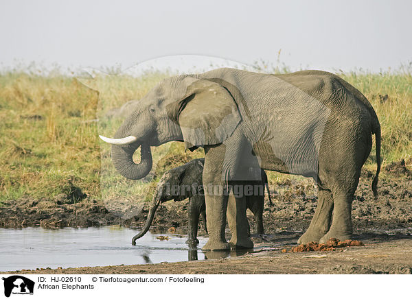 Afrikanische Elefanten / African Elephants / HJ-02610
