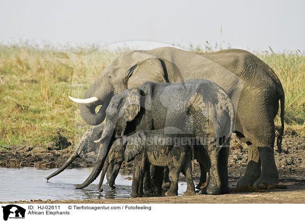 Afrikanische Elefanten / African Elephants / HJ-02611