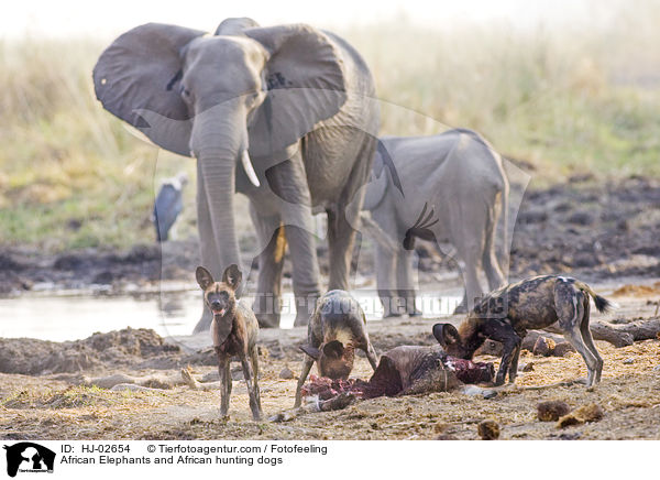 Afrikanische Elefanten und Wildhunde / African Elephants and African hunting dogs / HJ-02654