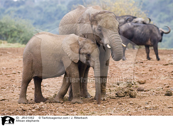 Afrikanische Elefanten / African elephants / JR-01062