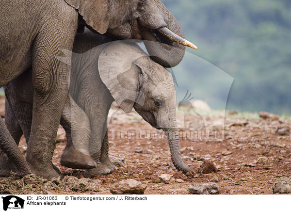 Afrikanische Elefanten / African elephants / JR-01063