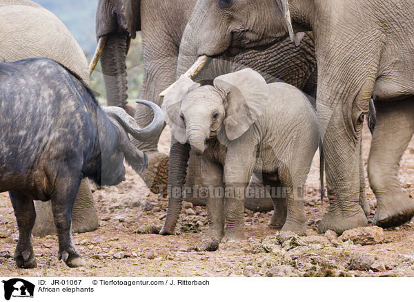 African elephants / JR-01067