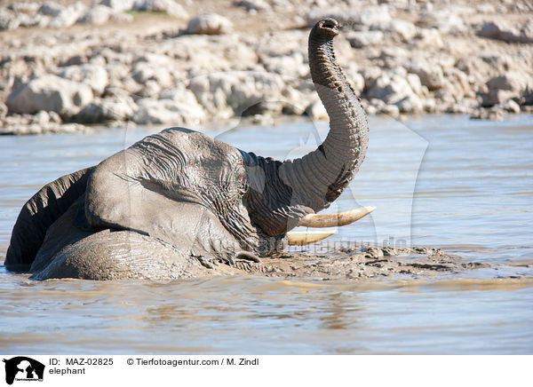 Afrikanischer Elefant / elephant / MAZ-02825