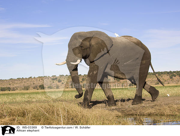 African elephant / WS-03369