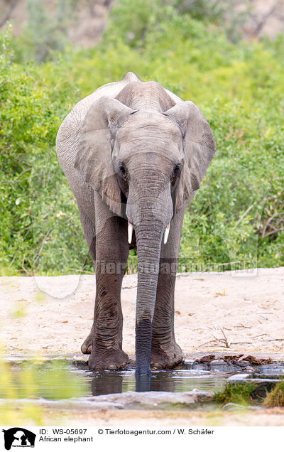 Afrikanischer Elefant / African elephant / WS-05697