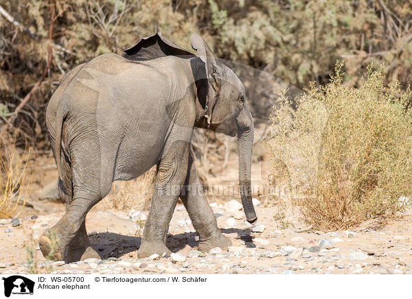 Afrikanischer Elefant / African elephant / WS-05700