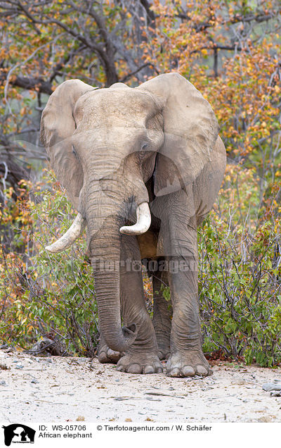 Afrikanischer Elefant / African elephant / WS-05706