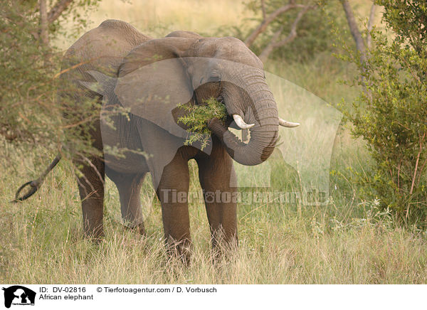 Afrikanischer Elefant / African elephant / DV-02816