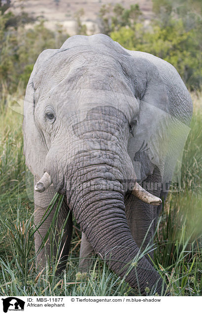 African elephant / MBS-11877