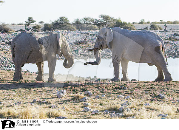 Afrikanische Elefanten / African elephants / MBS-11907