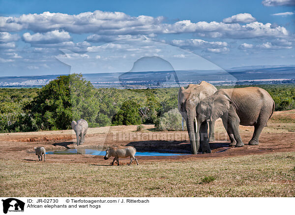 Afrikanische Elefanten / African elephants and wart hogs / JR-02730