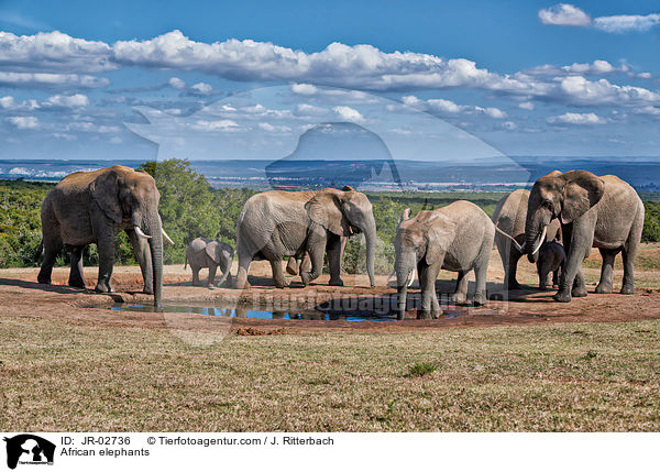 Afrikanische Elefanten / African elephants / JR-02736
