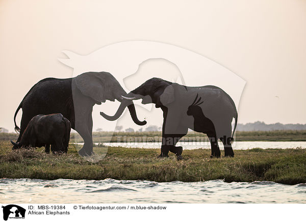 African Elephants / MBS-19384