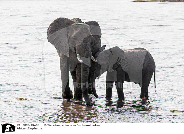 Afrikanische Elefanten / African Elephants / MBS-19408