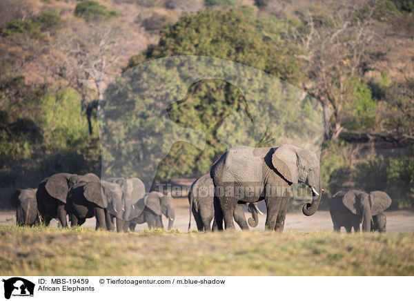 Afrikanische Elefanten / African Elephants / MBS-19459