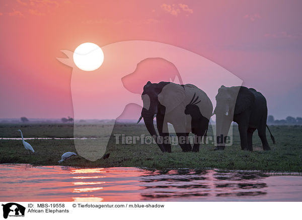 Afrikanische Elefanten / African Elephants / MBS-19558