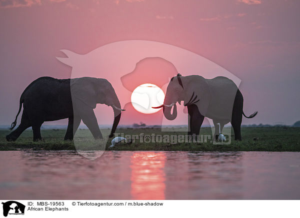 Afrikanische Elefanten / African Elephants / MBS-19563