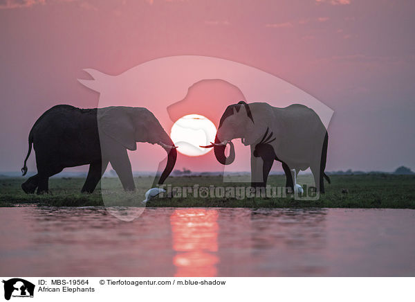 Afrikanische Elefanten / African Elephants / MBS-19564