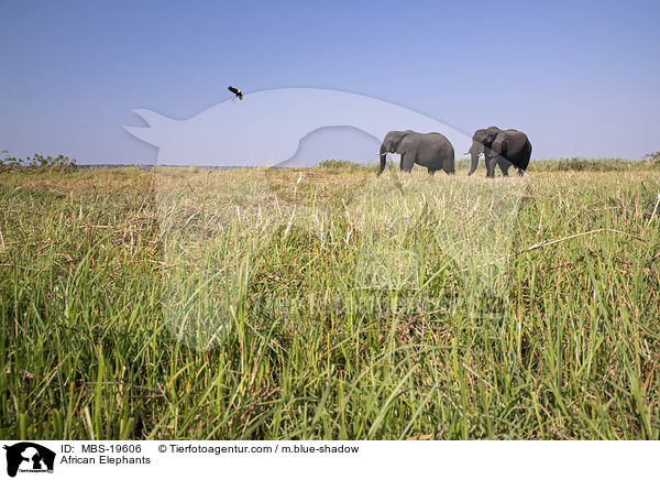 Afrikanische Elefanten / African Elephants / MBS-19606