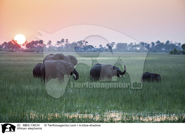 Afrikanische Elefanten / African elephants / MBS-19634