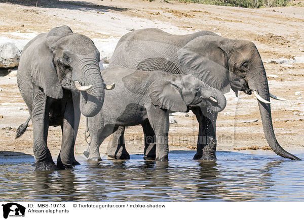 African elephants / MBS-19718