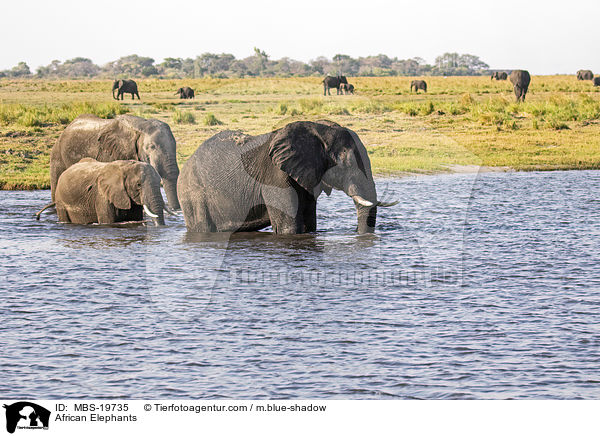 Afrikanische Elefanten / African Elephants / MBS-19735