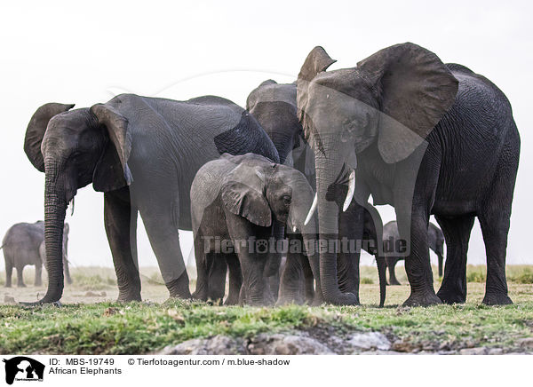 Afrikanische Elefanten / African Elephants / MBS-19749