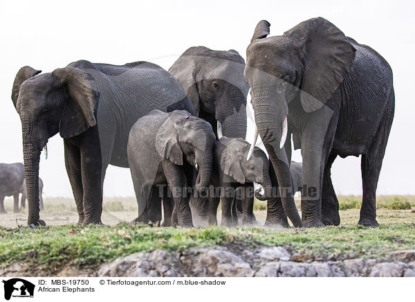 Afrikanische Elefanten / African Elephants / MBS-19750
