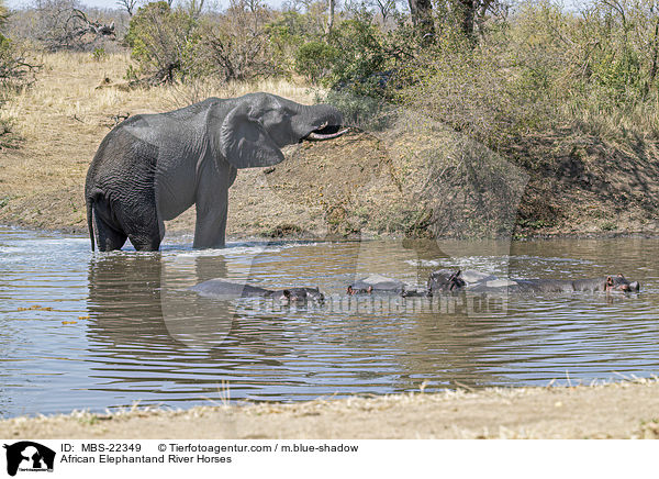 Afrikanischer Elefant und Flusspferde / African Elephantand River Horses / MBS-22349