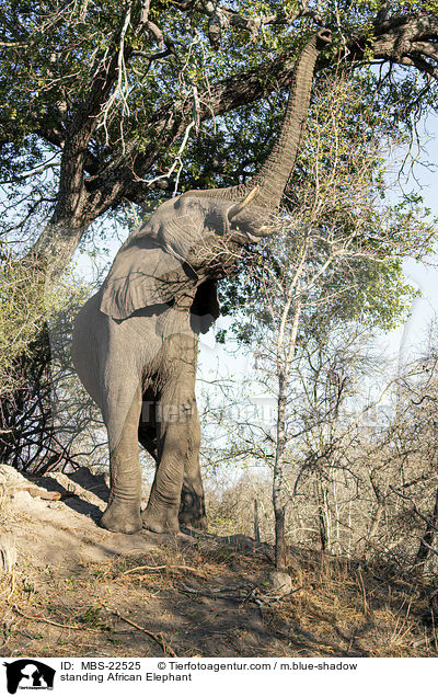 stehender Afrikanischer Elefant / standing African Elephant / MBS-22525