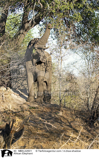 Afrikanischer Elefant / African Elephant / MBS-22601