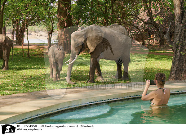 Afrikanische Elefanten / African elephants / JR-04959