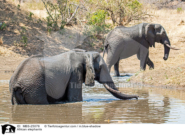 Afrikanische Elefanten / African elephants / MBS-25078