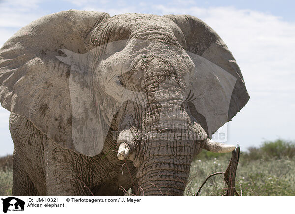 African elephant / JM-10321