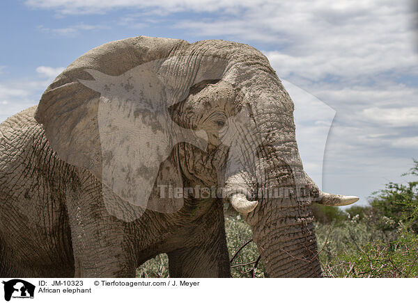 Afrikanischer Elefant / African elephant / JM-10323