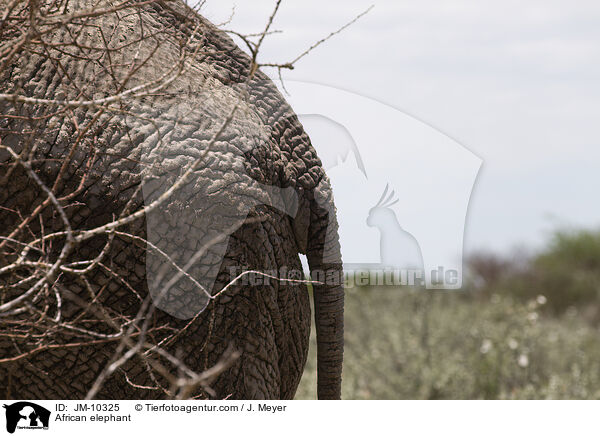 African elephant / JM-10325