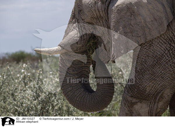 African elephant / JM-10327