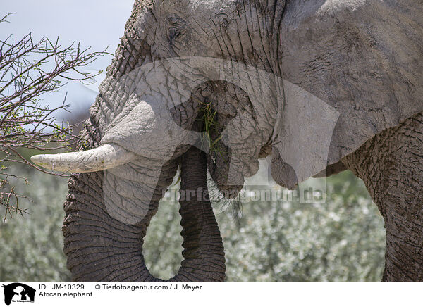 African elephant / JM-10329