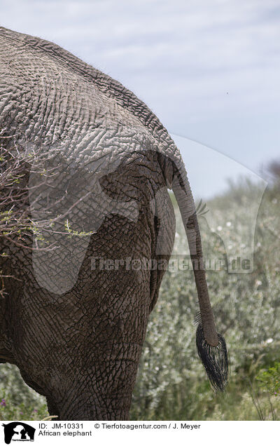African elephant / JM-10331